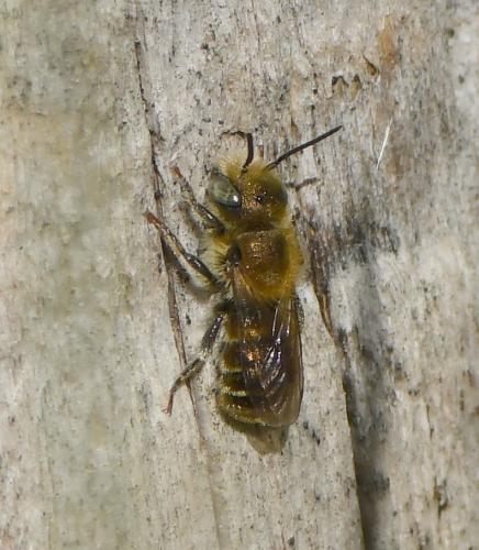 Réf. 225 426 : Osmia sp.